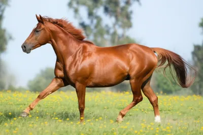 Illustration trotting - Image 1