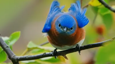 Illustration ruffs - Image 1