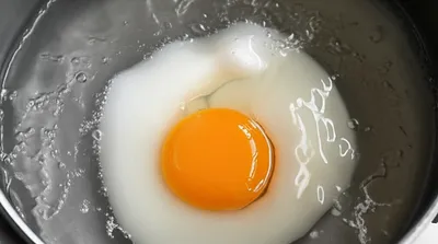 Illustration poaches - Image 1