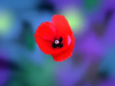 Illustration refocus