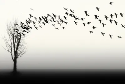 Illustration disappears