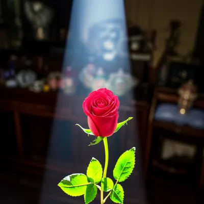 Illustration focused - Image 1