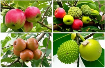 Illustration apples - Image 1