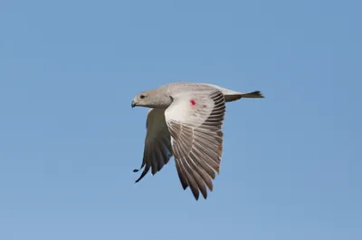 Illustration wing - Image 1