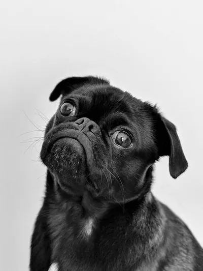 Illustration pug - Image 2
