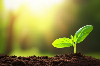 Illustration fathers - Image 1