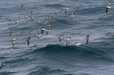 Illustration petrels - Image 1