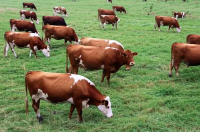 Illustration fog - Image 1