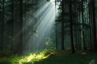 Illustration attenuates - Image 1