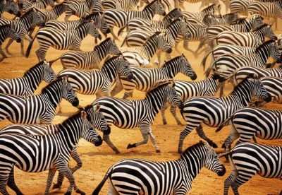 Illustration dazzle - Image 1