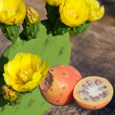 Illustration opuntia