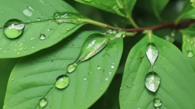 Illustration honeydew - Image 1