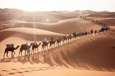 Illustration caravans - Image 1