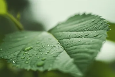 Illustration sprinkle - Image 1