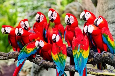 Illustration rung - Image 1