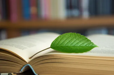 Illustration fo - Image 1