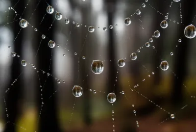 Illustration pearls - Image 1