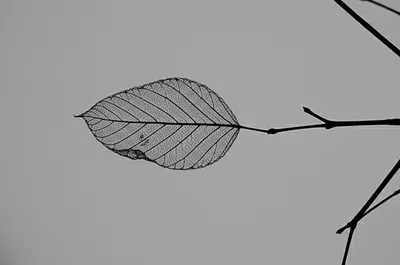 Illustration feeble - Image 1