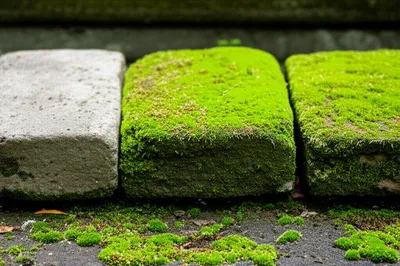 Illustration moss - Image 1