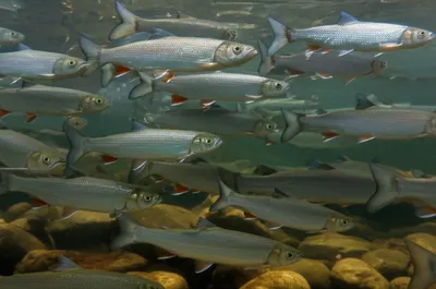 Illustration graylings - Image 1