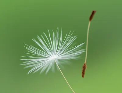 Illustration nature - Image 1