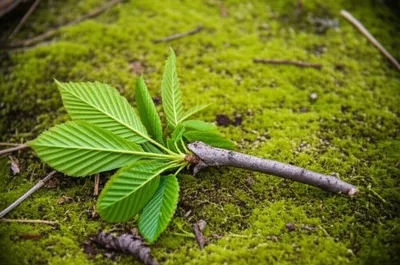 Illustration yard - Image 1