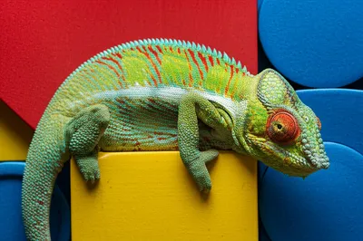 Illustration adjusting - Image 2