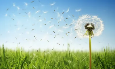 Illustration scattered - Image 1