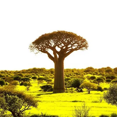 Illustration emergent - Image 1