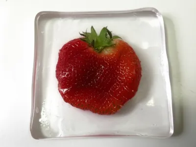 Illustration squashed - Image 1