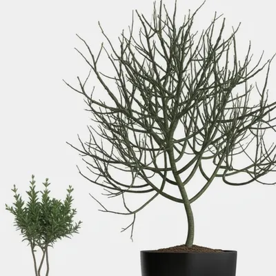 Illustration bushier - Image 1