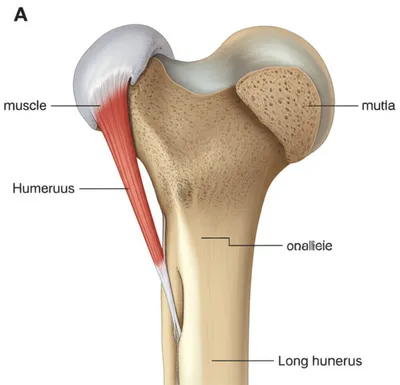 Illustration tubercles