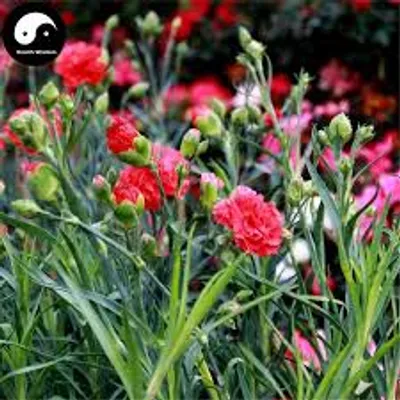 Illustration perpetual - Image 2