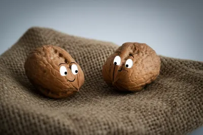 Illustration nuts - Image 1