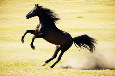 Illustration gallops - Image 1