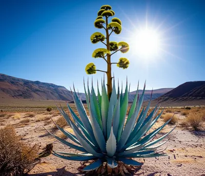 Illustration agaves - Image 2