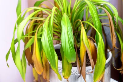 Illustration crashed - Image 1