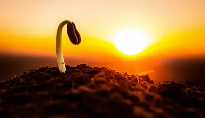 Illustration soon - Image 1