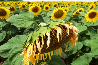 Illustration flagging - Image 1