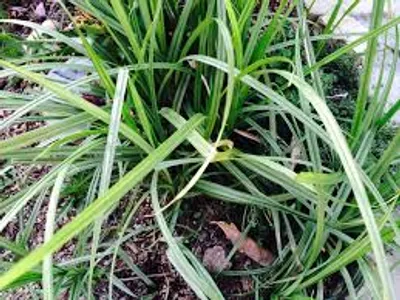 Illustration blade - Image 2