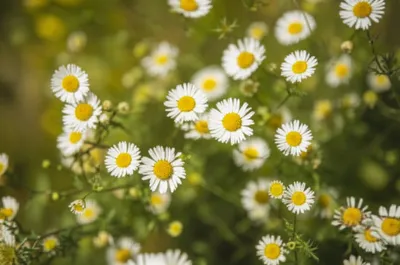 Illustration mayweeds - Image 1