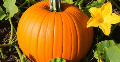 Illustration pumpkins