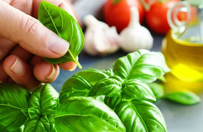 Illustration basil - Image 1