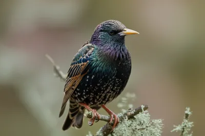 Illustration stare - Image 1