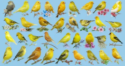 Illustration canaries - Image 1