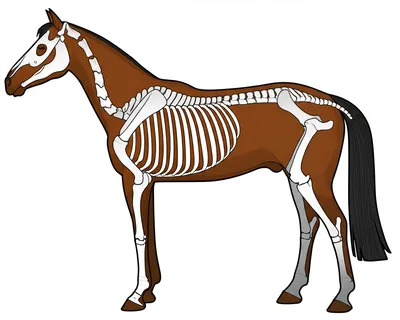 Illustration barrel - Image 1