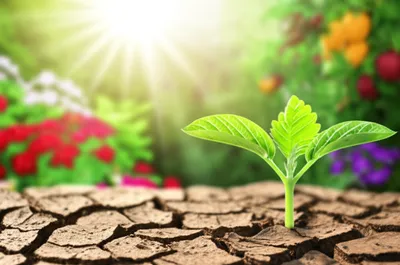 Illustration grows - Image 1