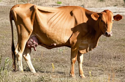 Illustration grape - Image 1