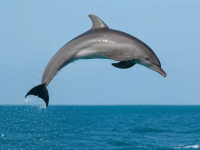 Illustration spinner - Image 1