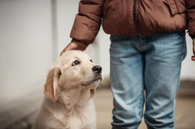 Illustration fawns - Image 1